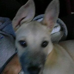 Meet your Posher, Dawn